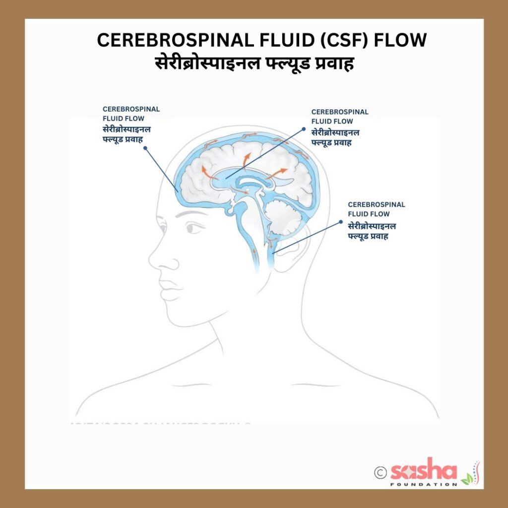 a diagram of CSF flow in human brain