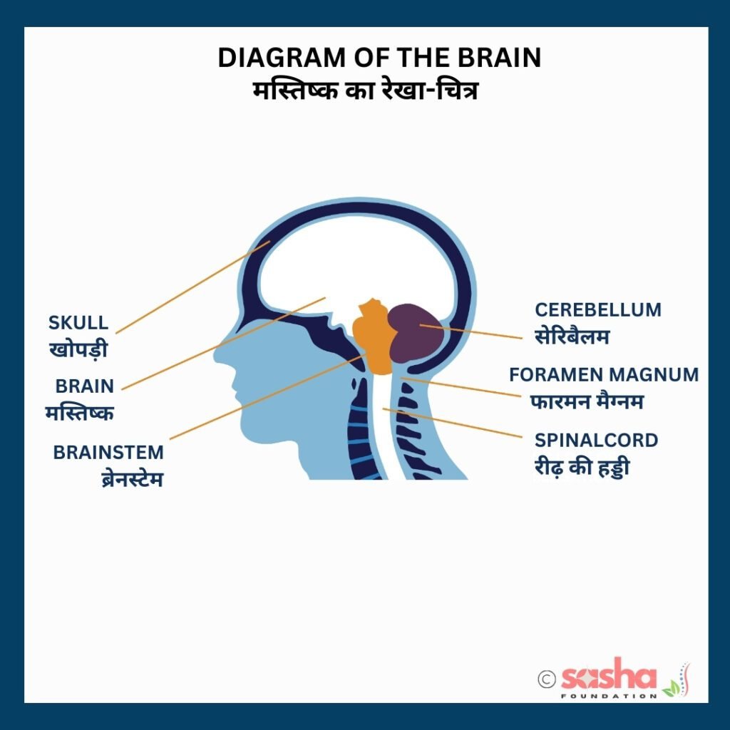an illustration showing human brain and spina cord