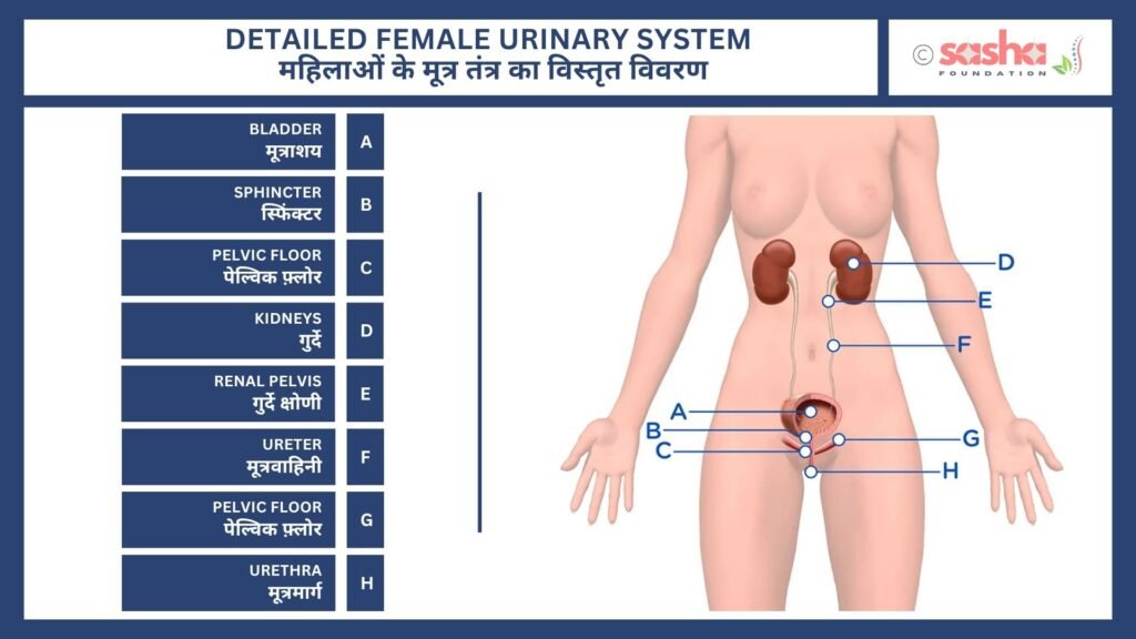 Detailed Female Urinary System