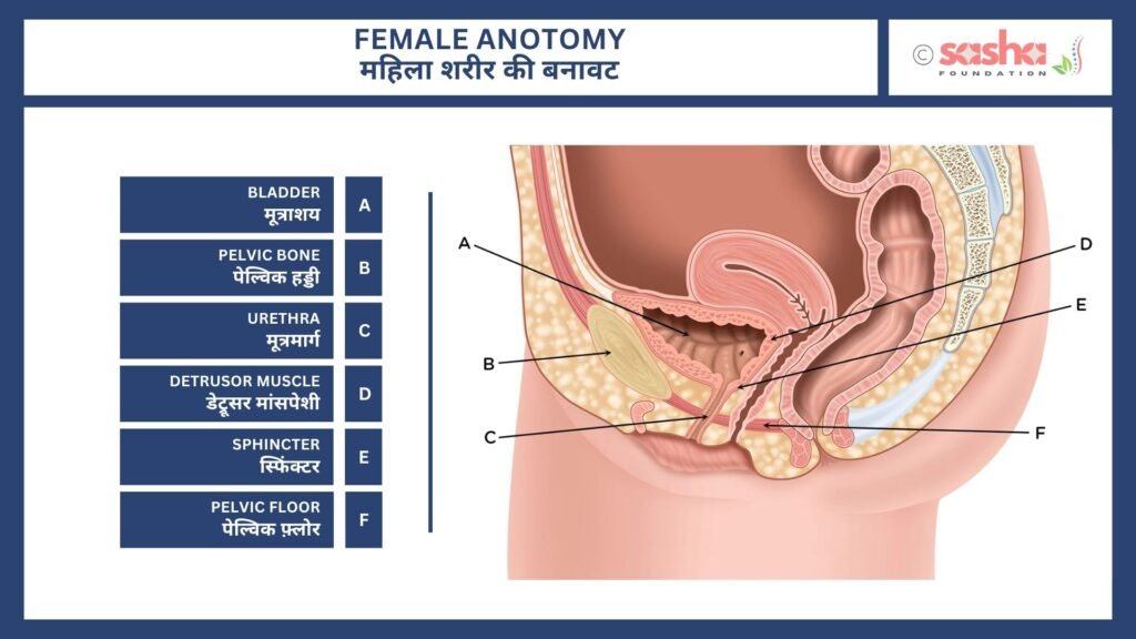 Female Anatomy to Understand Female Urinary System