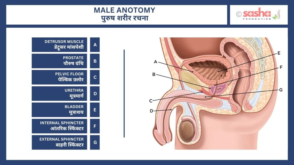 Male anatomy to Understand Male Urinary System