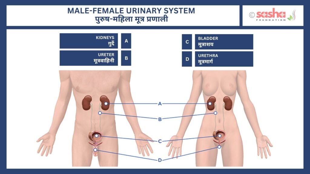 Male-female urinary system Male-female Urinary System to Understand Common Urinary Problems
